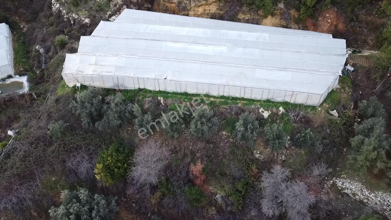 Alanya Kayabaşı Mah.sökelli Mevkii Seralı Satılık 1330 M2 Tarla