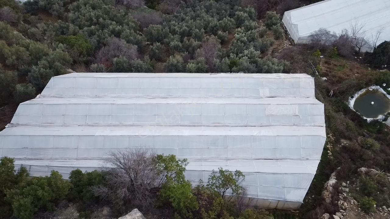 Alanya Kayabaşı Mah.sökelli Mevkii Seralı Satılık 1330 M2 Tarla - Görsel 2
