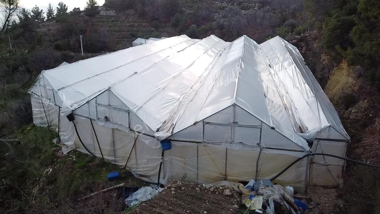 Alanya Kayabaşı Mah.sökelli Mevkii Seralı Satılık 1330 M2 Tarla - Görsel 5