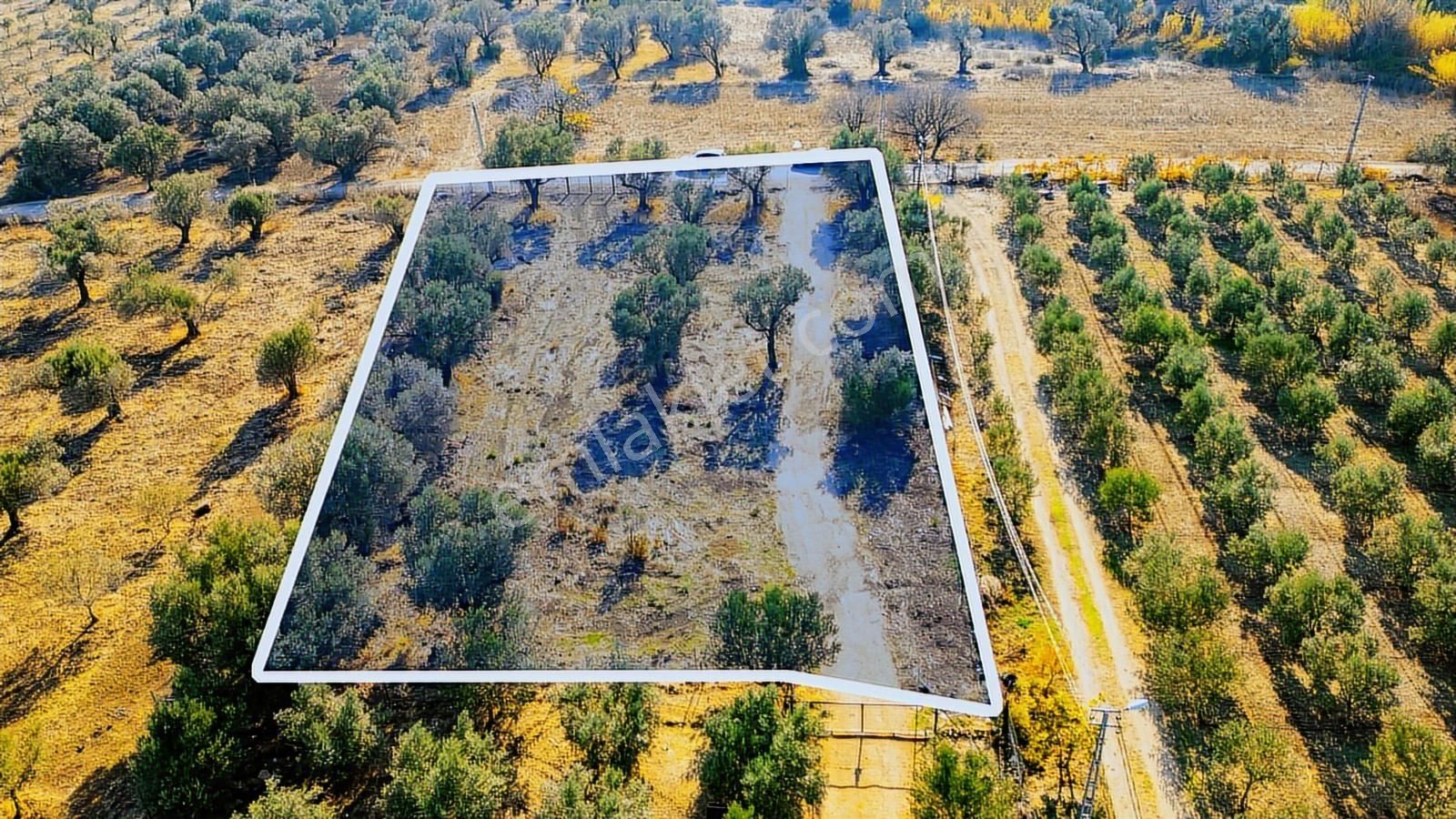 Foça Kocamehmetler'de Yol Üzeri Satılık 2 Dönüm Tarla - Görsel 21