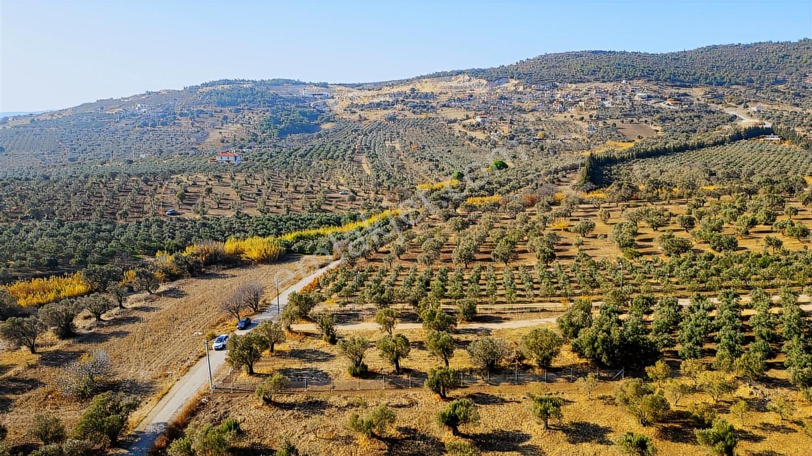 Foça Kocamehmetler'de Yol Üzeri Satılık 2 Dönüm Tarla - Görsel 15