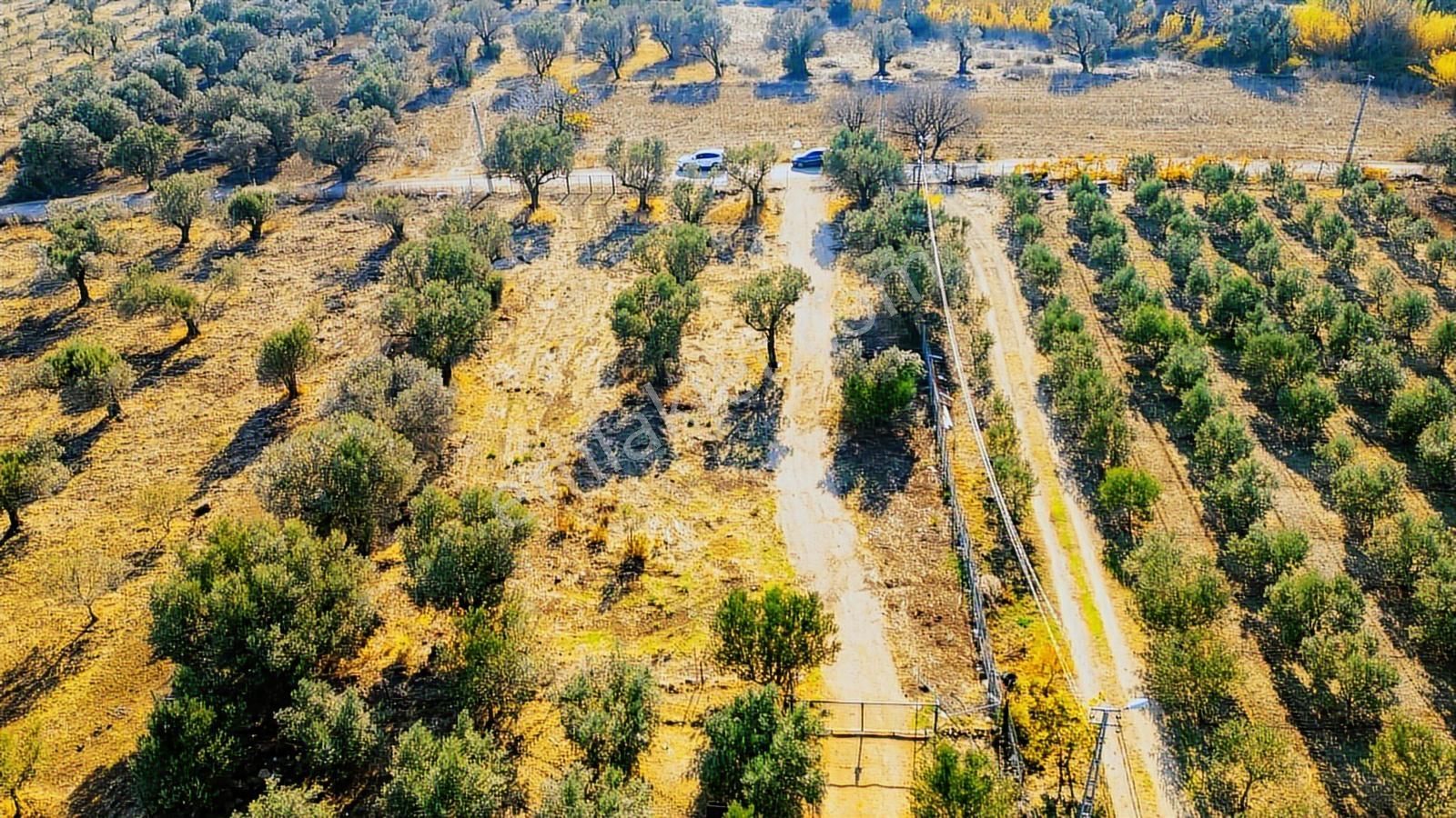 Foça Kocamehmetler'de Yol Üzeri Satılık 2 Dönüm Tarla - Görsel 34
