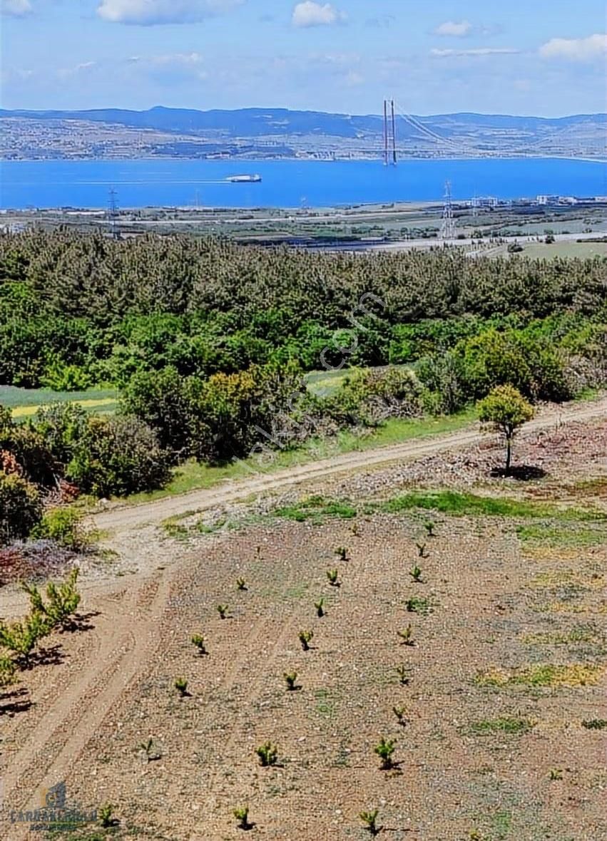 Çanakkale Lapseki Kocaveli Satılık Muhteşem Konumda Meyvelık - Görsel 6