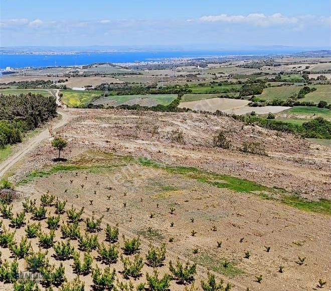 Çanakkale Lapseki Kocaveli Satılık Muhteşem Konumda Meyvelık - Görsel 3