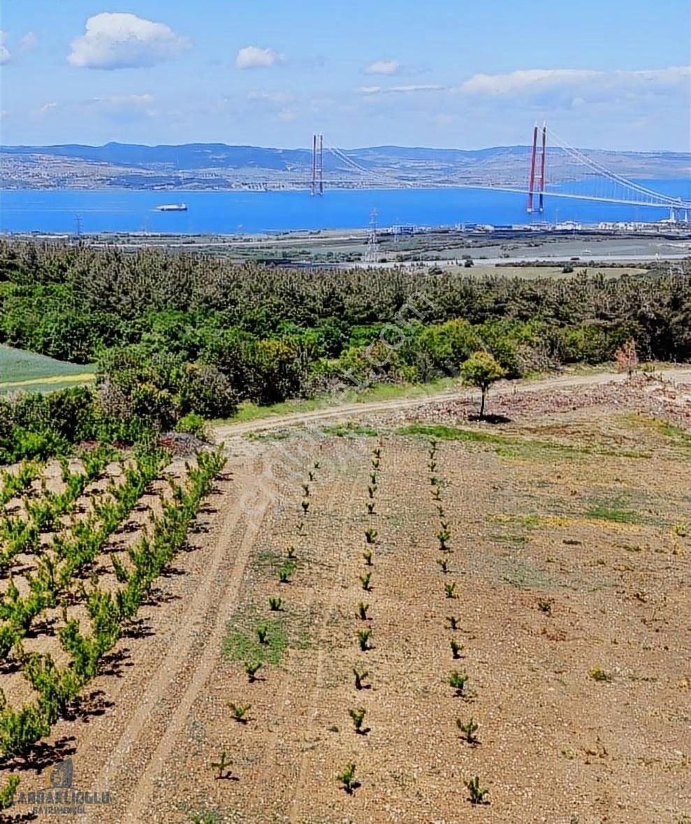 Çanakkale Lapseki Kocaveli Satılık Muhteşem Konumda Meyvelık - Görsel 7