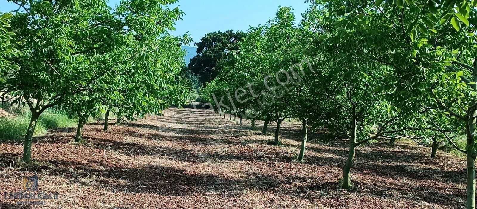 Çanakkale Çan Terzıalan Sule Satılık Verımlı Ve Bakımlı Cevızlık