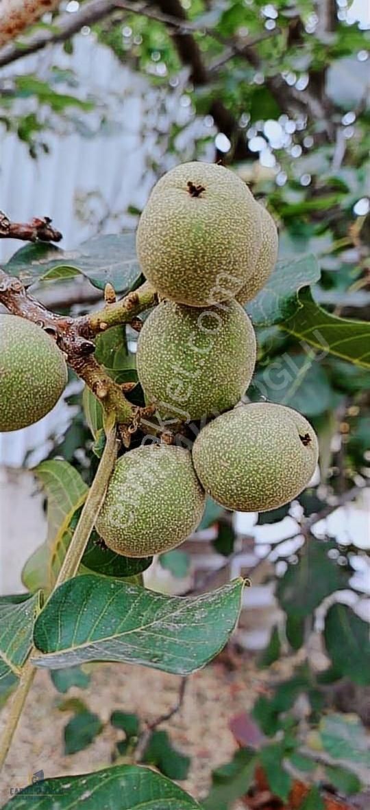 Çanakkale Çan Terzıalan Sule Satılık Verımlı Ve Bakımlı Cevızlık - Görsel 2