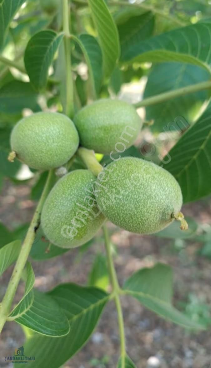 Çanakkale Çan Terzıalan Sule Satılık Verımlı Ve Bakımlı Cevızlık - Görsel 3