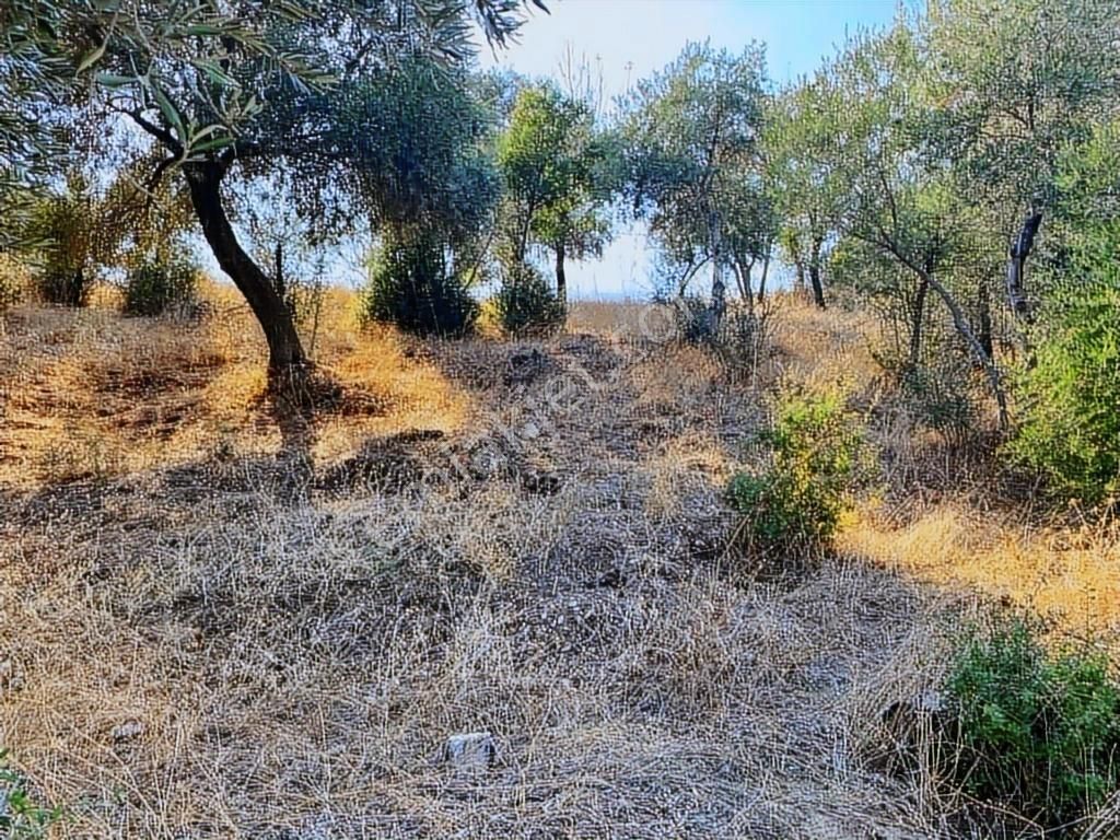 Dönüm Kadastol Yolu Olan Fırsat Zeytinlik - Görsel 5