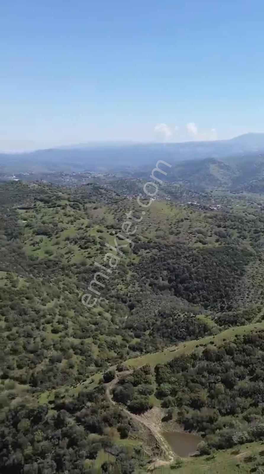 Acil 11 Dönüm Kadastol Yolu Olan Fırsat Zeytinlik - Görsel 4