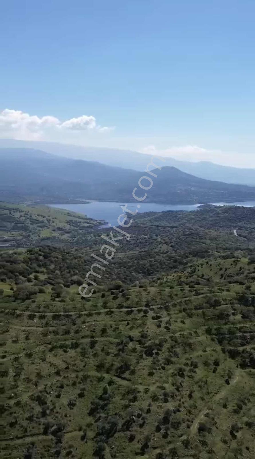 Acil 11 Dönüm Kadastol Yolu Olan Fırsat Zeytinlik - Görsel 10