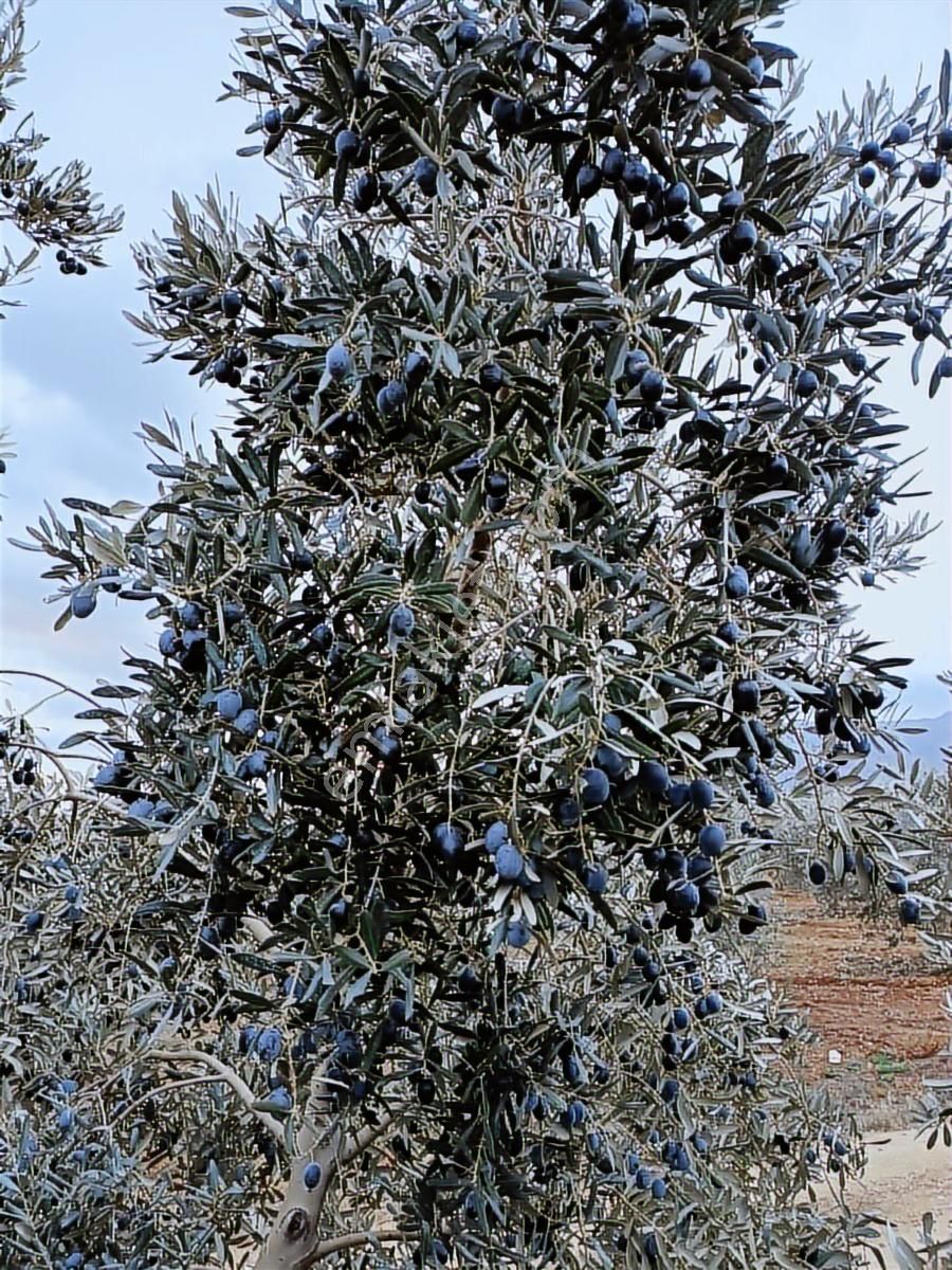 Salihli Beşyol Emlaktan Satılık 18 Dönüm Zeytinlik - Görsel 2