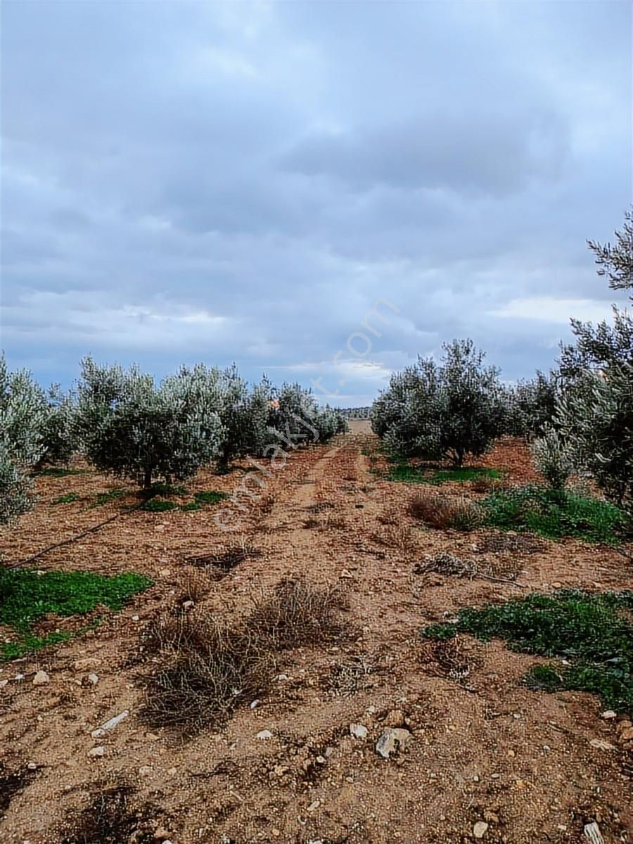 Salihli Beşyol Emlaktan Satılık 18 Dönüm Zeytinlik - Görsel 10