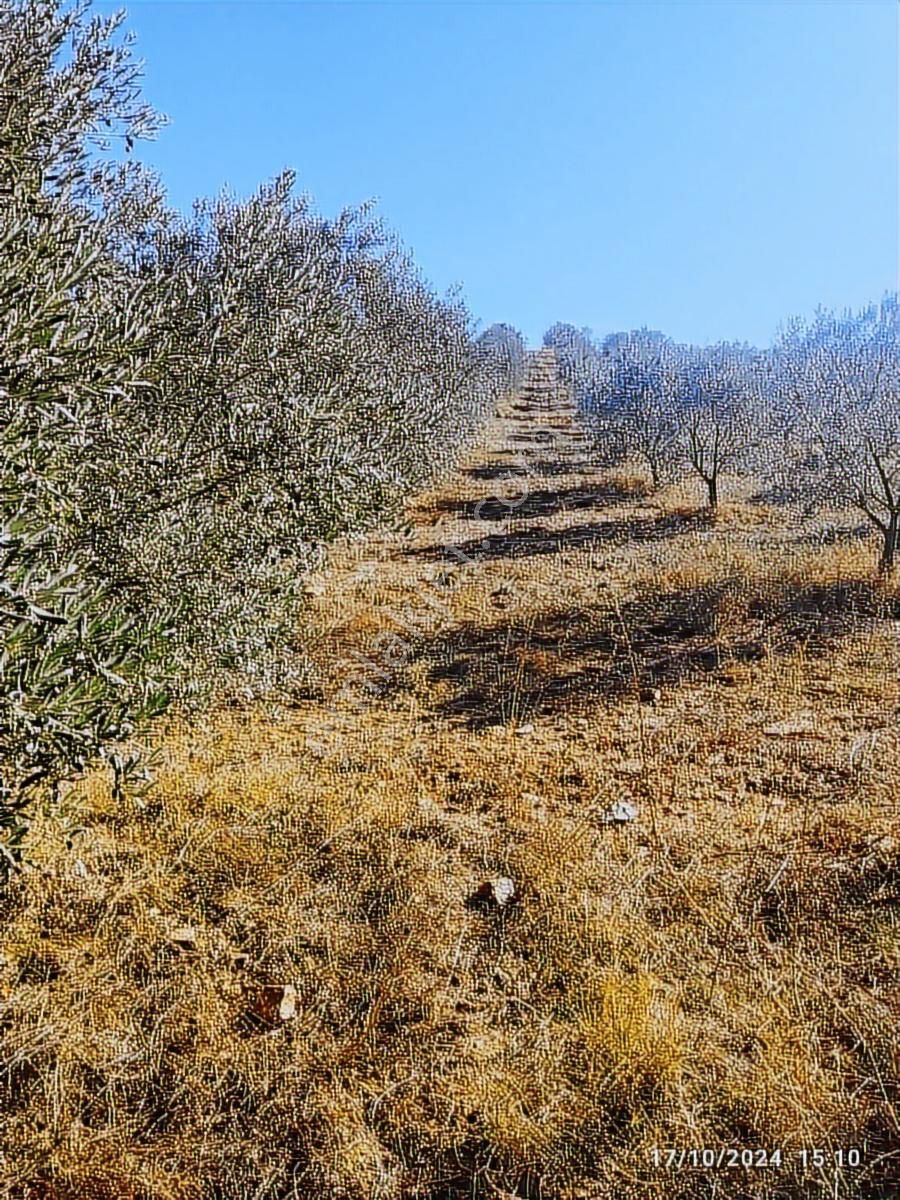 Salihli Beşyol Emlaktan Satılık 22 Dönüm Zeytinlik