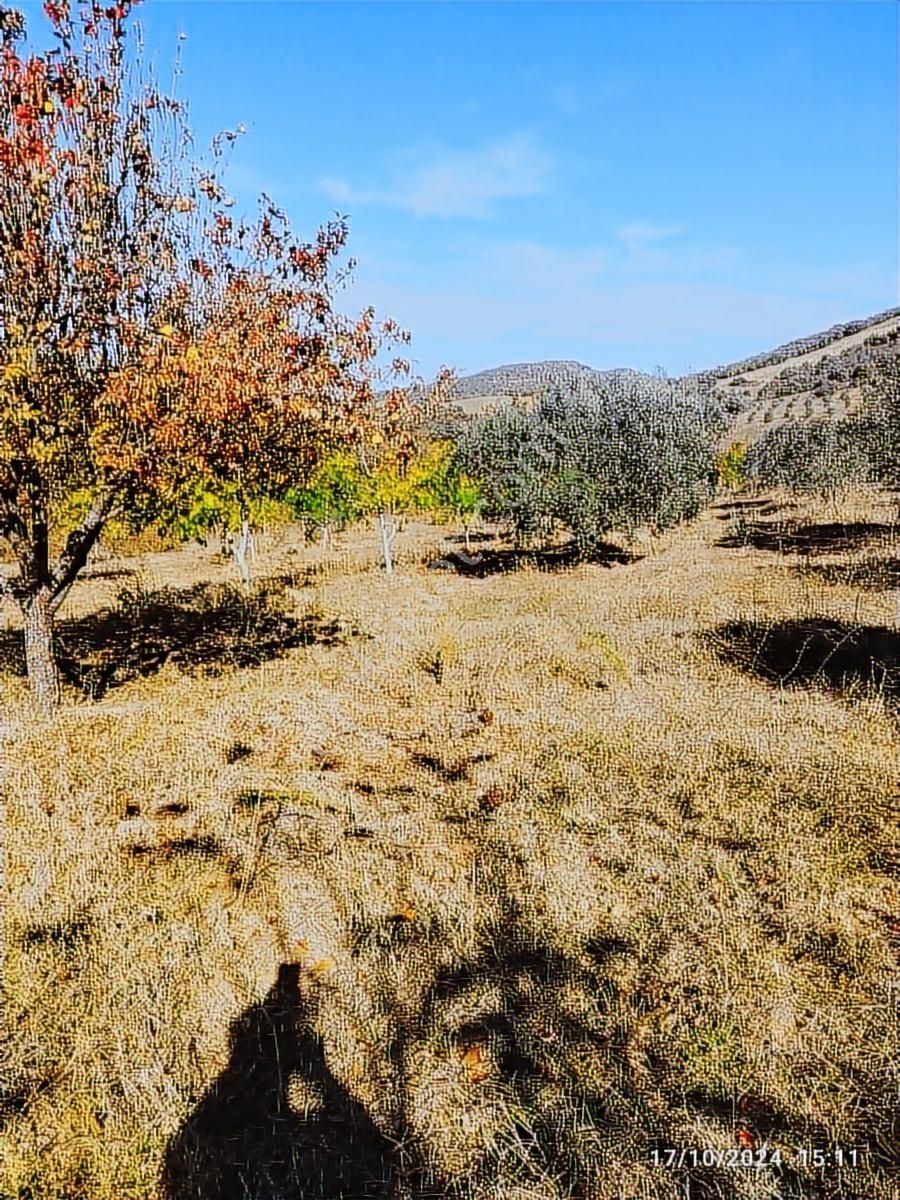 Salihli Beşyol Emlaktan Satılık 22 Dönüm Zeytinlik - Görsel 6