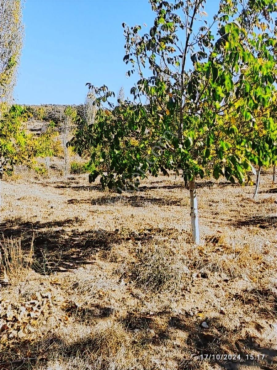 Salihli Beşyol Emlaktan Satılık 22 Dönüm Zeytinlik - Görsel 16