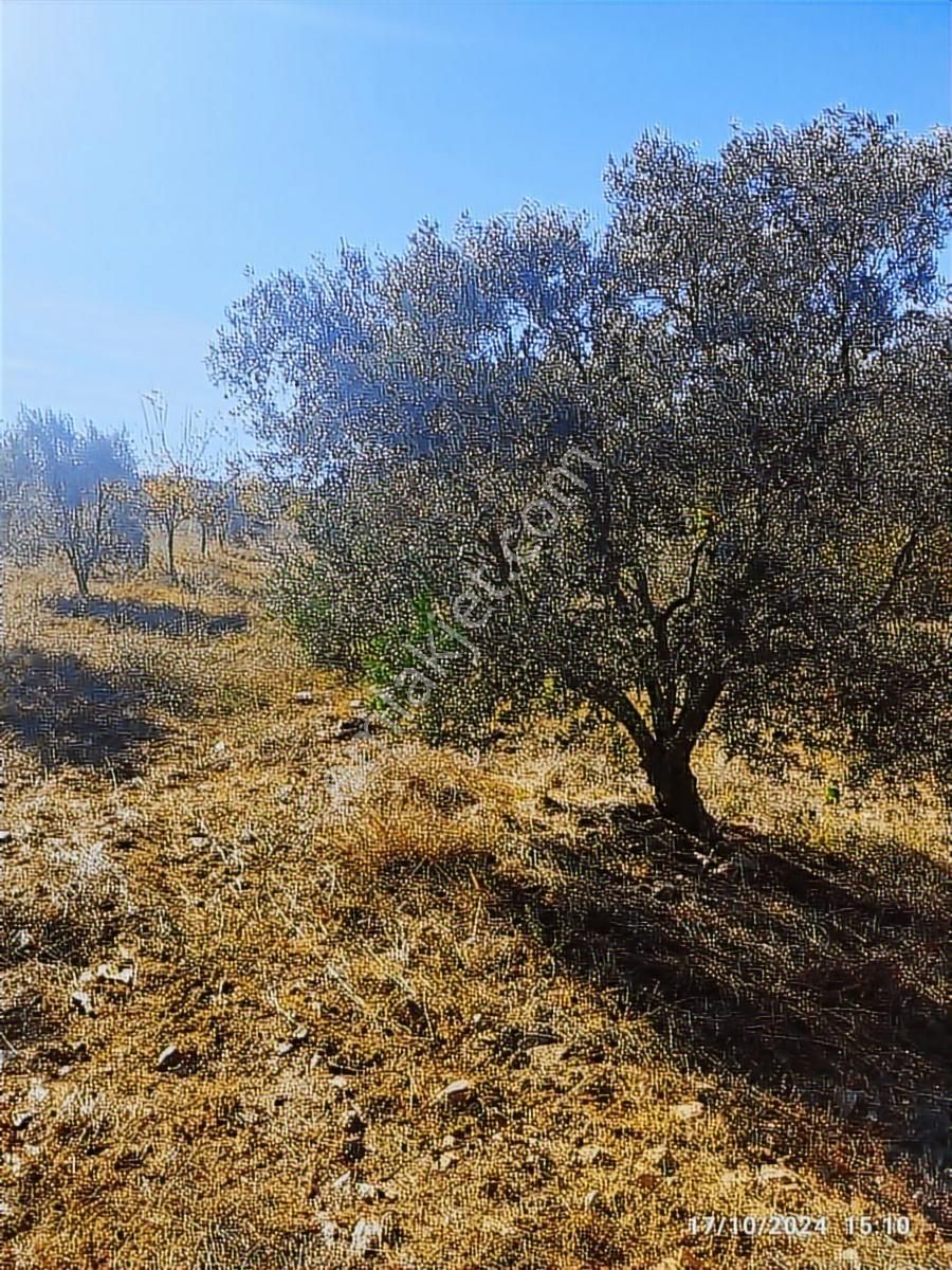Salihli Beşyol Emlaktan Satılık 22 Dönüm Zeytinlik - Görsel 2