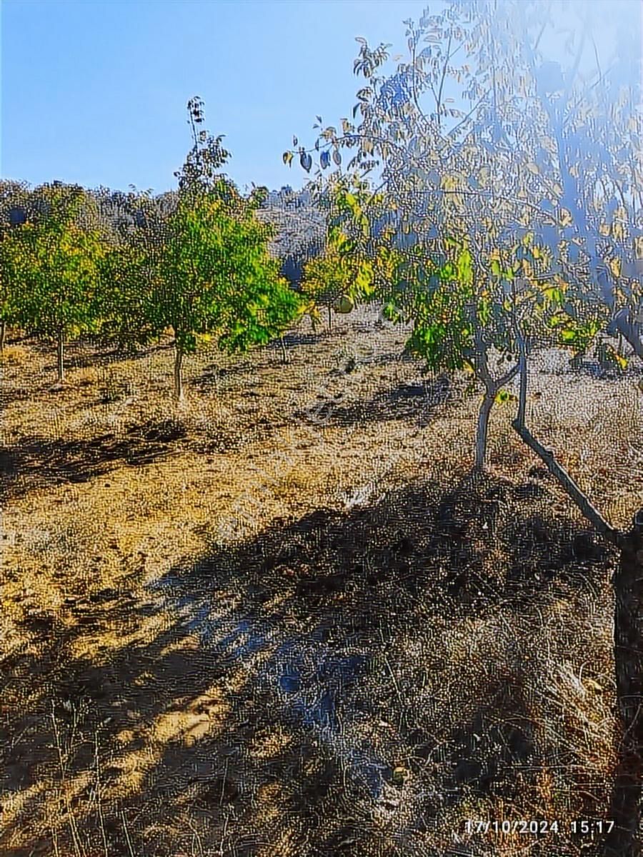 Salihli Beşyol Emlaktan Satılık 22 Dönüm Zeytinlik - Görsel 5