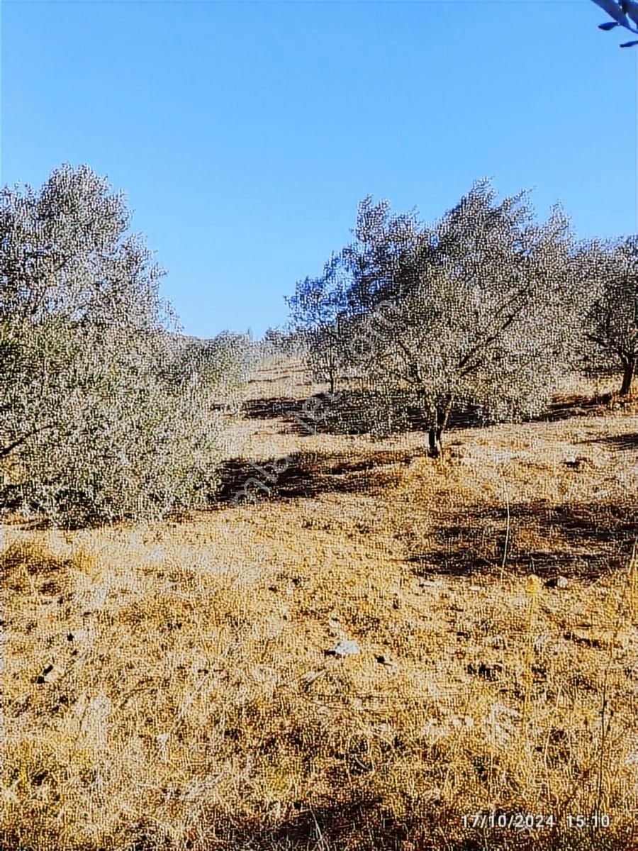 Salihli Beşyol Emlaktan Satılık 22 Dönüm Zeytinlik - Görsel 4