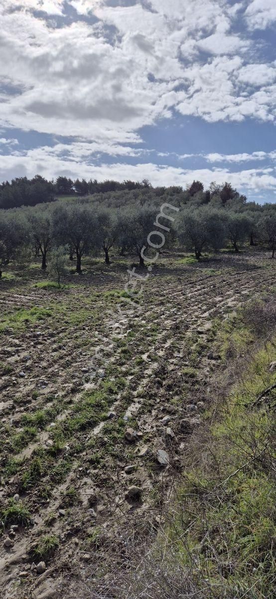 Salihli Beşyol Emlaktan Satılık 15 Dönüm Zeytinlik - Görsel 16