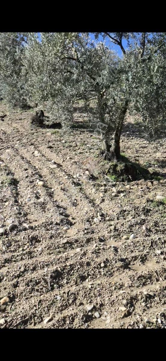 Salihli Beşyol Emlaktan Satılık 15 Dönüm Zeytinlik - Görsel 7