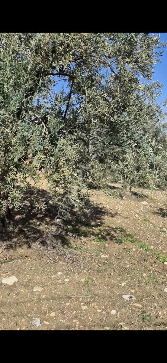 Salihli Beşyol Emlaktan Satılık 15 Dönüm Zeytinlik - Görsel 4