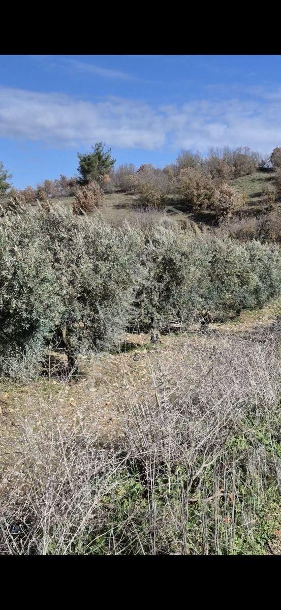 Salihli Beşyol Emlaktan Satılık 15 Dönüm Zeytinlik - Görsel 18