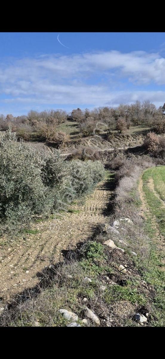 Salihli Beşyol Emlaktan Satılık 15 Dönüm Zeytinlik - Görsel 12