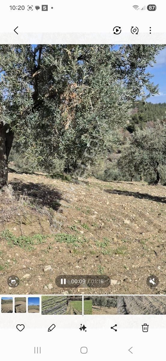 Salihli Beşyol Emlaktan Satılık 15 Dönüm Zeytinlik - Görsel 5