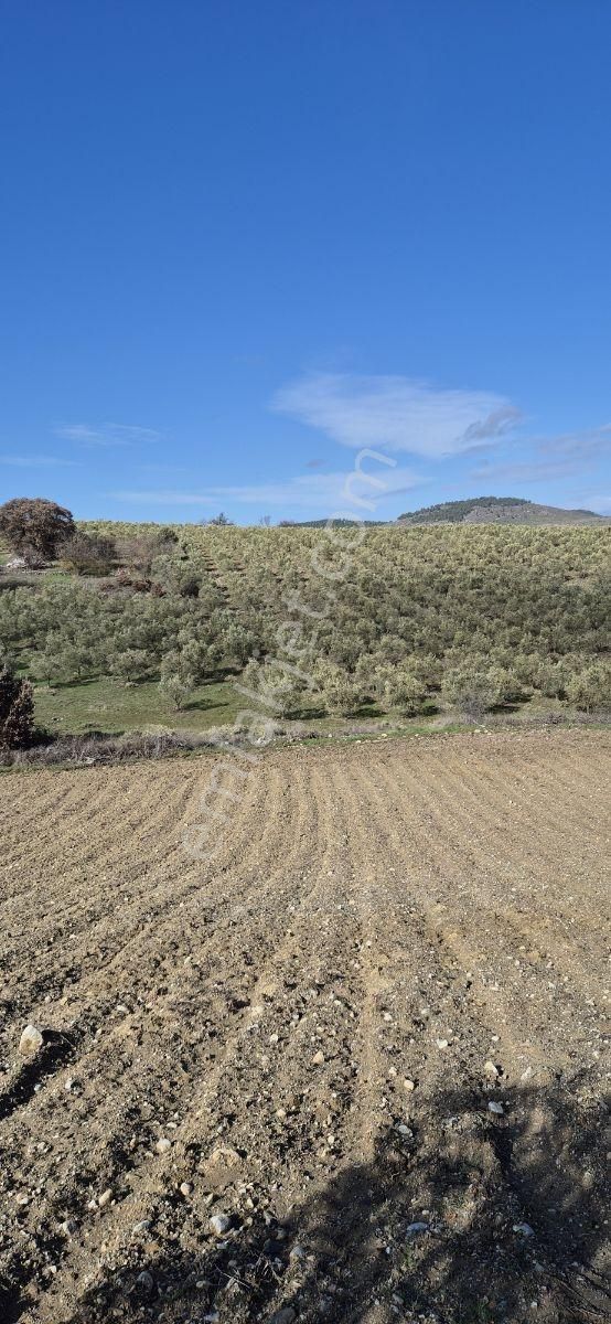 Salihli Beşyol Emlaktan Satılık 61 Dönüm Zeytinlik Arazi - Görsel 24
