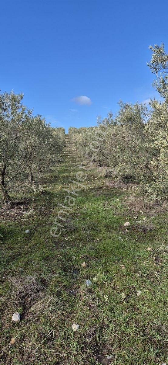 Salihli Beşyol Emlaktan Satılık 61 Dönüm Zeytinlik Arazi - Görsel 10