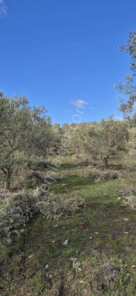Salihli Beşyol Emlaktan Satılık 61 Dönüm Zeytinlik Arazi - Görsel 13