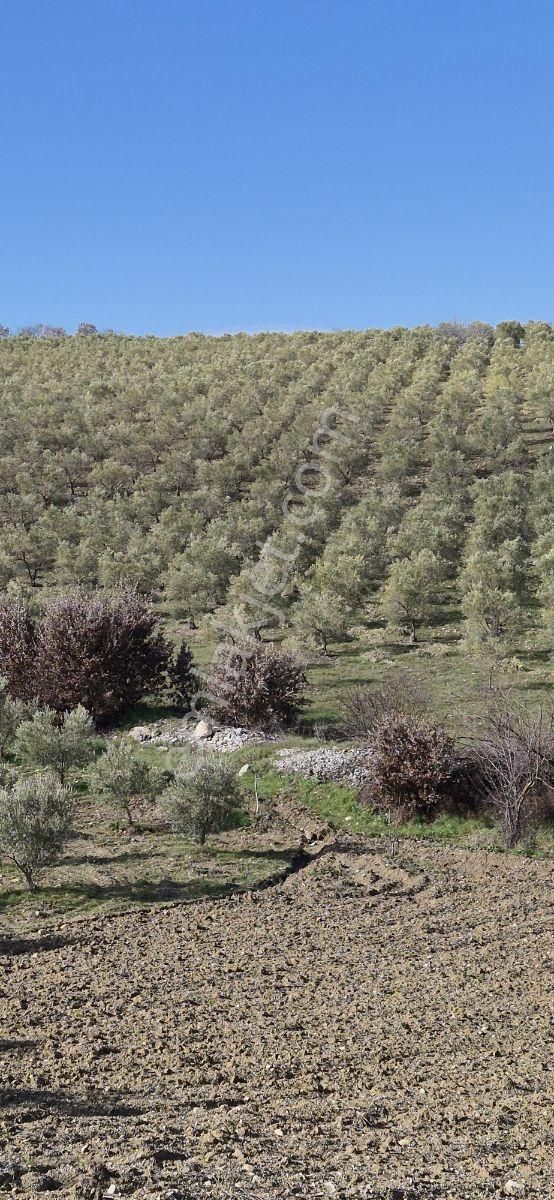 Salihli Beşyol Emlaktan Satılık 61 Dönüm Zeytinlik Arazi - Görsel 25