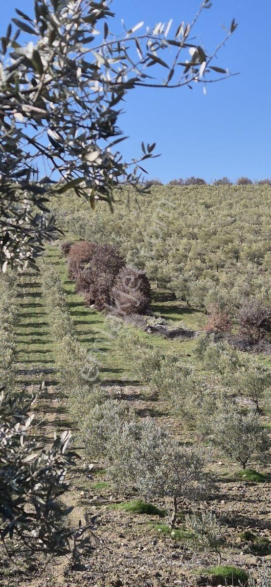 Salihli Beşyol Emlaktan Satılık 61 Dönüm Zeytinlik Arazi - Görsel 8