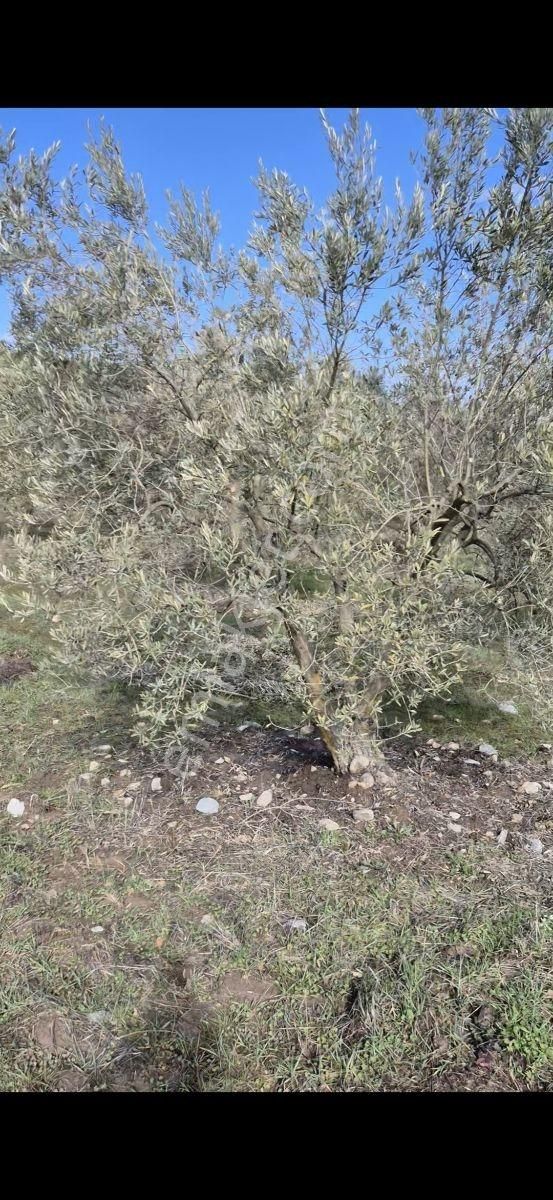 Salihli Beşyol Emlaktan Satılık 61 Dönüm Zeytinlik Arazi - Görsel 19