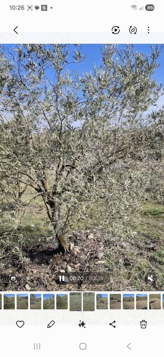 Salihli Beşyol Emlaktan Satılık 61 Dönüm Zeytinlik Arazi - Görsel 7