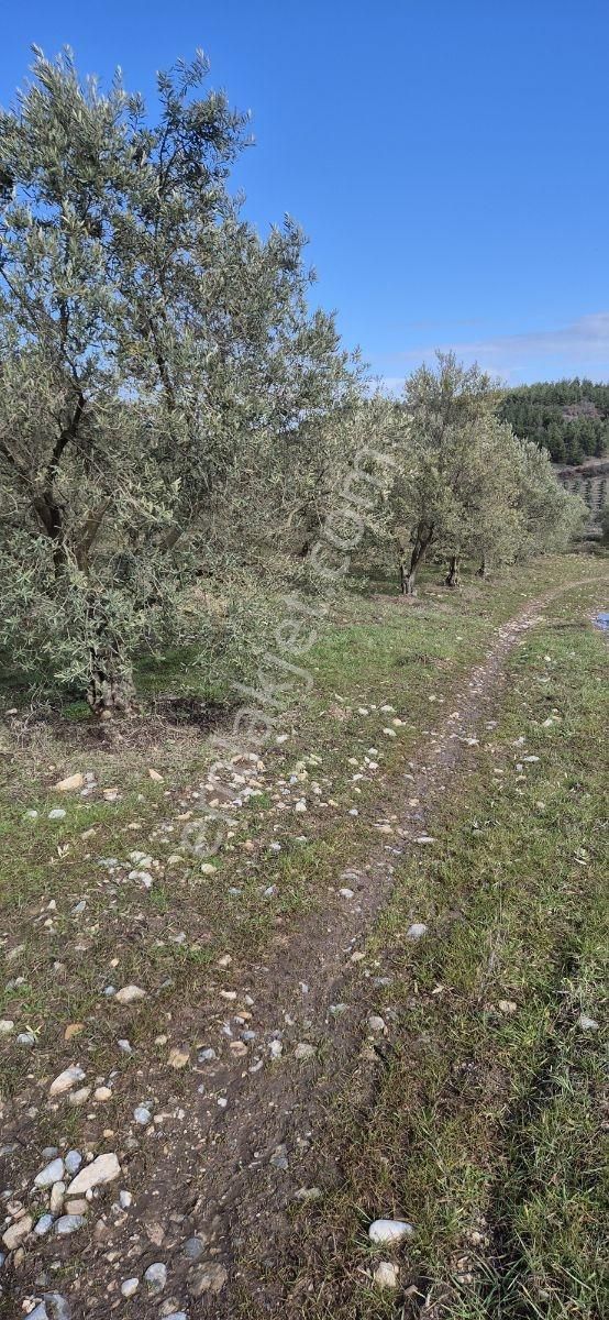 Salihli Beşyol Emlaktan Satılık 61 Dönüm Zeytinlik Arazi - Görsel 2