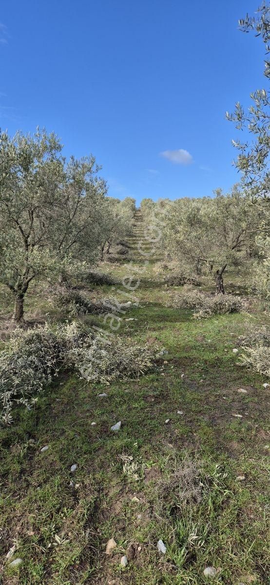 Salihli Beşyol Emlaktan Satılık 61 Dönüm Zeytinlik Arazi - Görsel 15