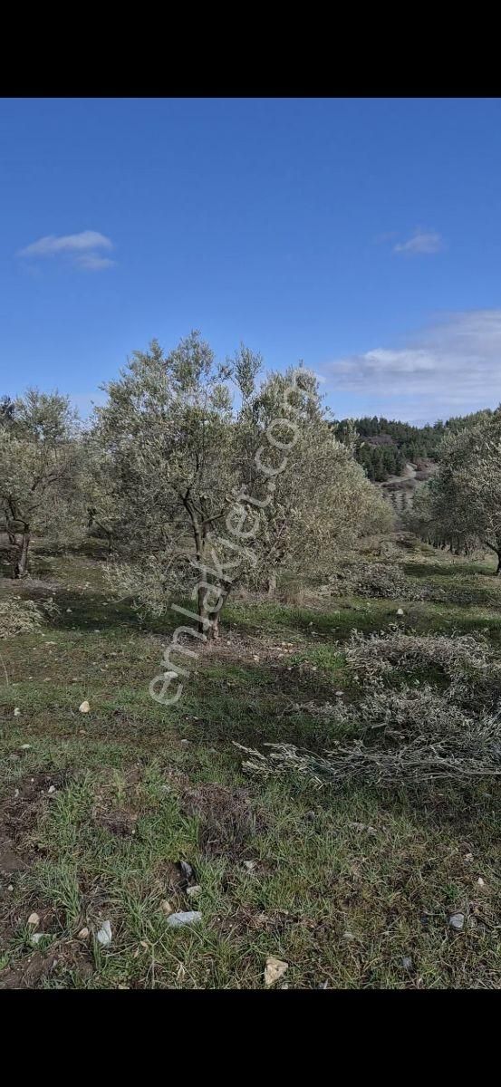 Salihli Beşyol Emlaktan Satılık 61 Dönüm Zeytinlik Arazi - Görsel 22