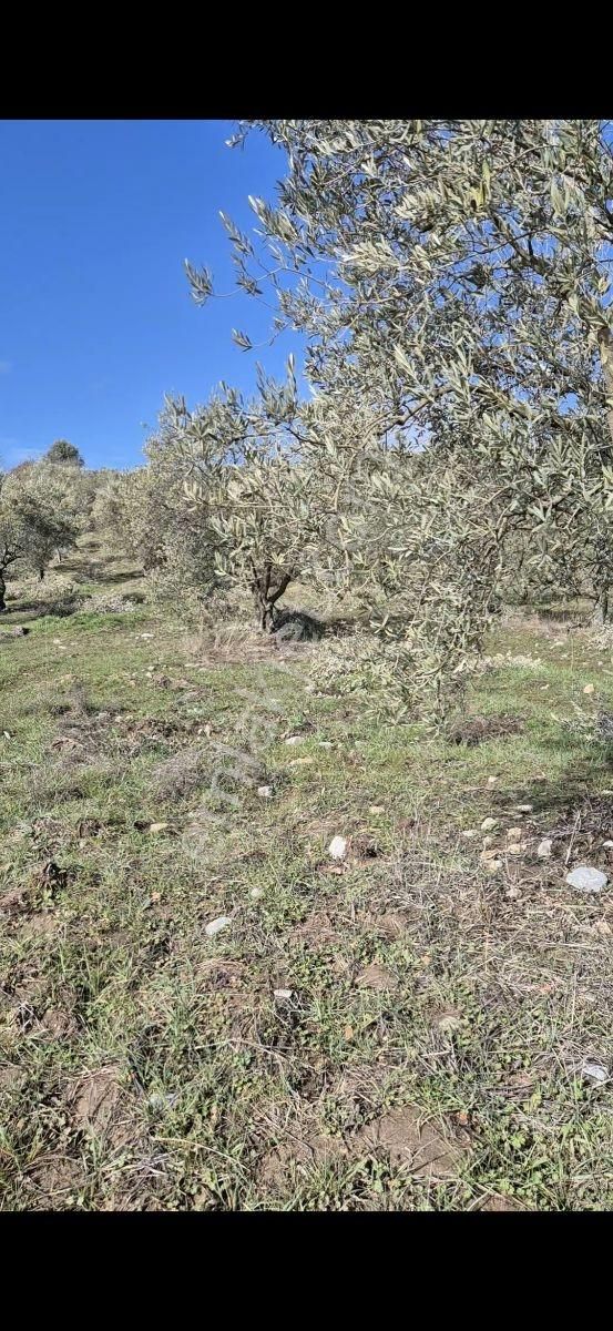 Salihli Beşyol Emlaktan Satılık 61 Dönüm Zeytinlik Arazi - Görsel 18