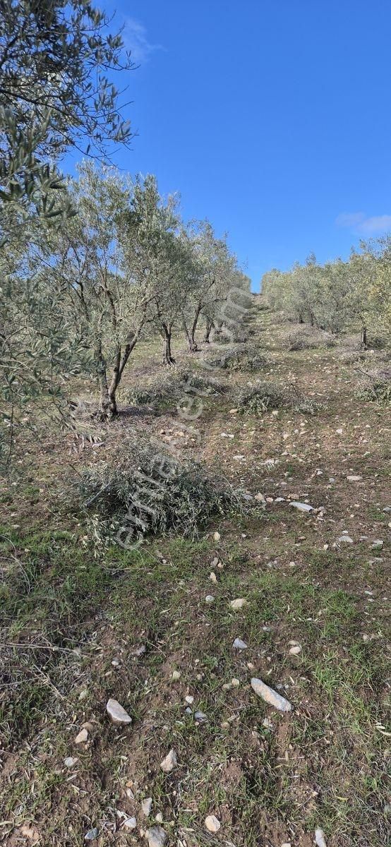 Salihli Beşyol Emlaktan Satılık 61 Dönüm Zeytinlik Arazi - Görsel 5
