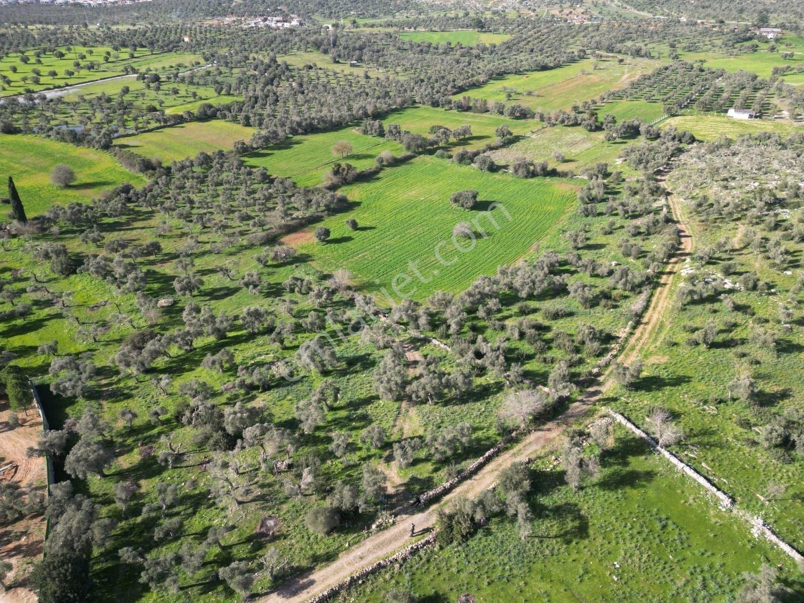 Kazıklı Koyuna 1200 Mt.yakınlıkta Yeni İmar Bölgesi İçinde - Görsel 8