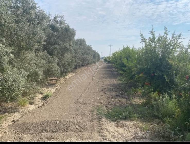 Kozan Gayrimenkulden Gaziköyde 14 Dönüm Bahçe - Görsel 11