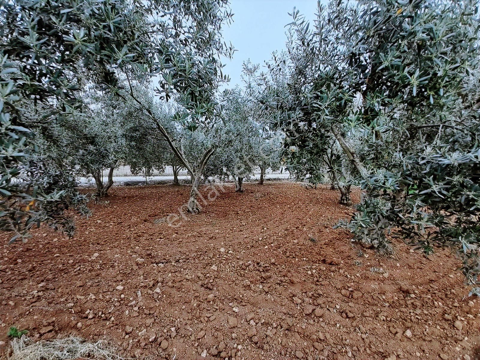 9.000 M2 Satılık Bakımlı Zeytinlik- Menderes Bulgurca - Görsel 22