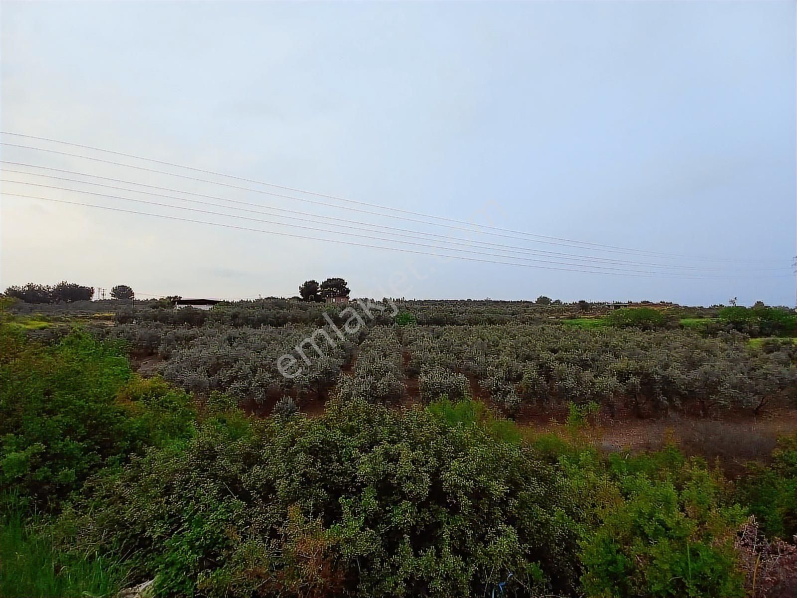 9.000 M2 Satılık Bakımlı Zeytinlik- Menderes Bulgurca - Görsel 11