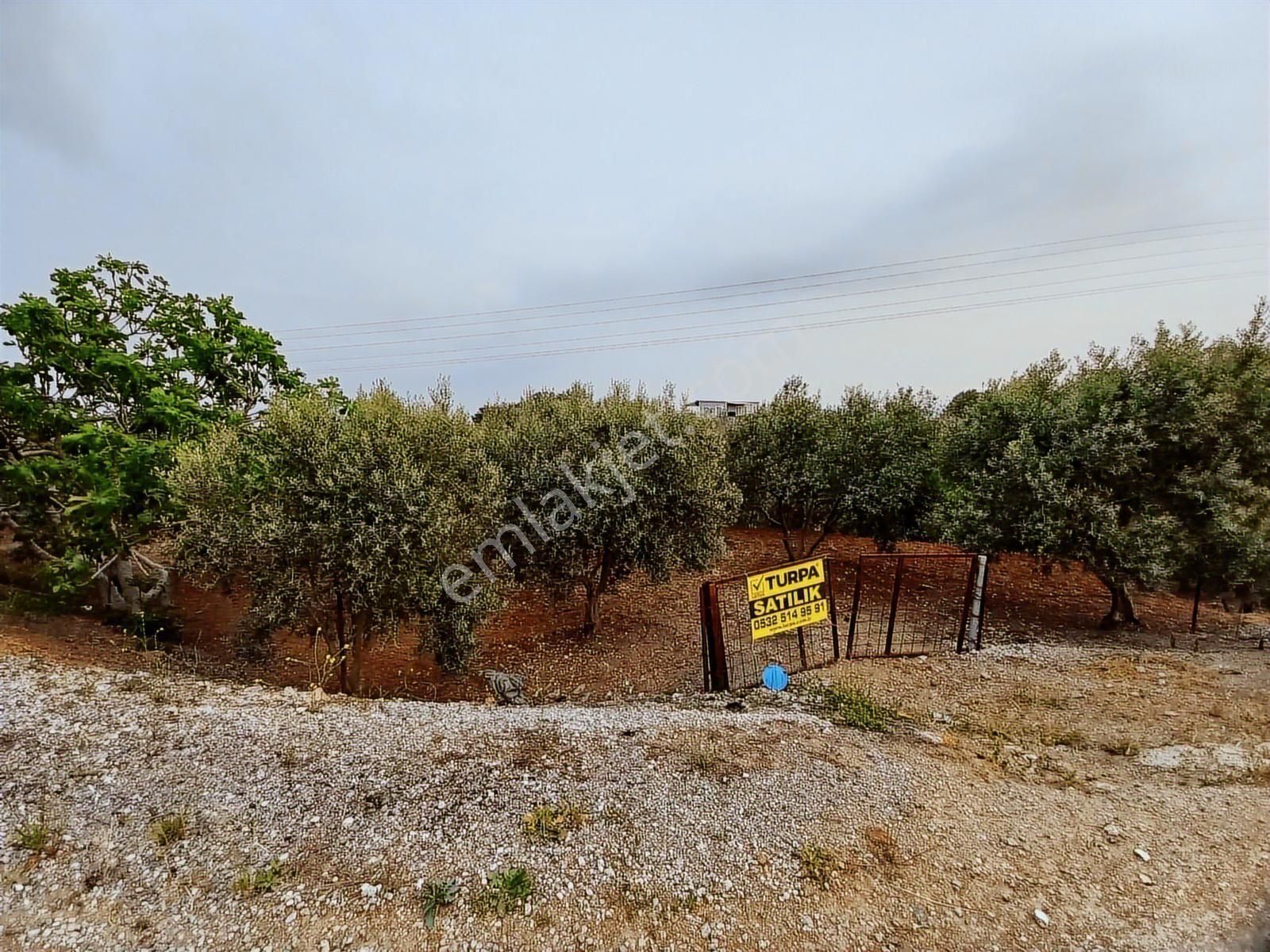 9.000 M2 Satılık Bakımlı Zeytinlik- Menderes Bulgurca - Görsel 26
