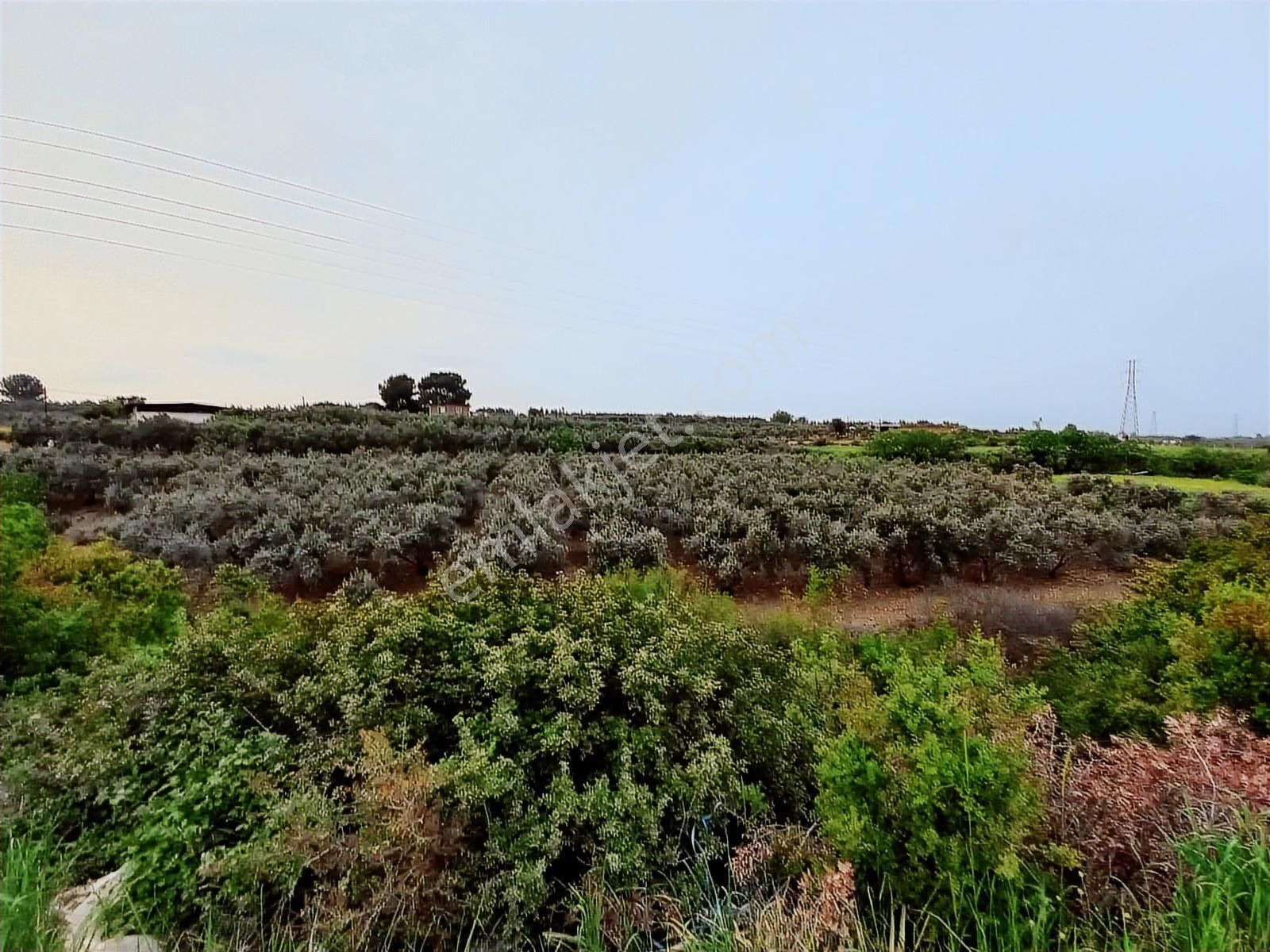 9.000 M2 Satılık Bakımlı Zeytinlik- Menderes Bulgurca - Görsel 7