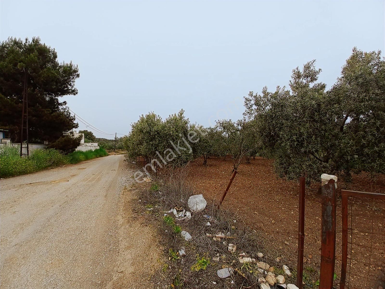 9.000 M2 Satılık Bakımlı Zeytinlik- Menderes Bulgurca