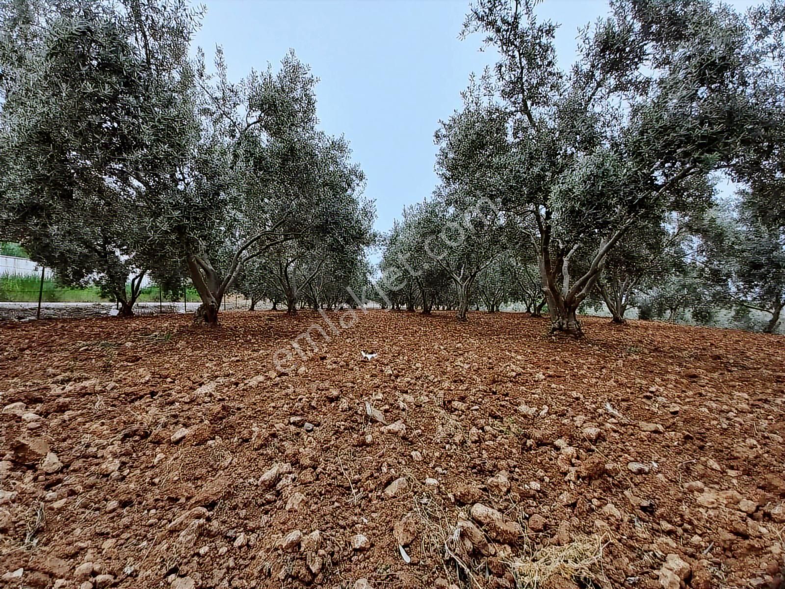 9.000 M2 Satılık Bakımlı Zeytinlik- Menderes Bulgurca - Görsel 4
