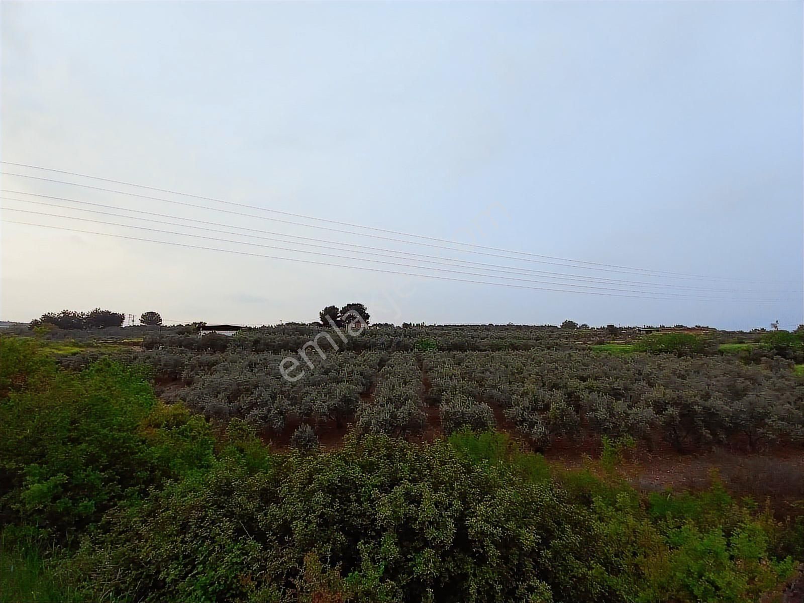 9.000 M2 Satılık Bakımlı Zeytinlik- Menderes Bulgurca - Görsel 16